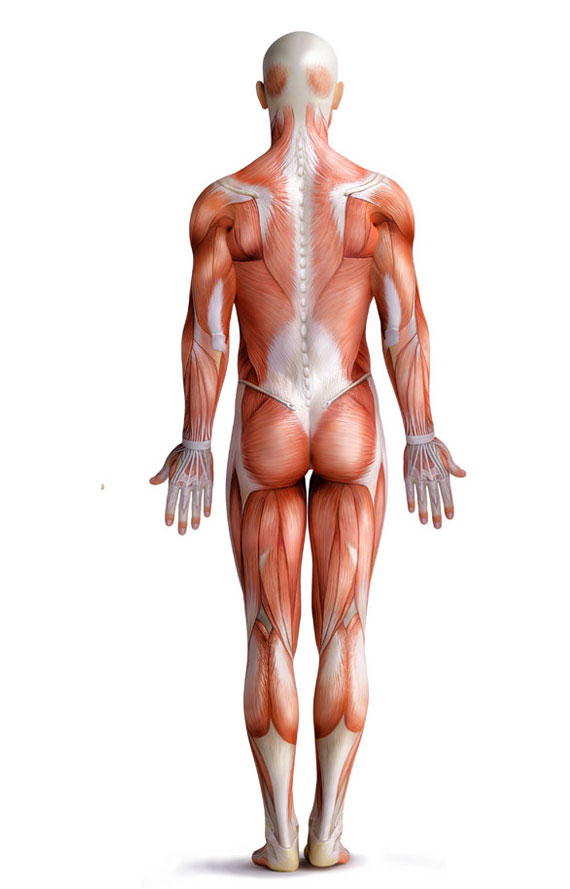 Das Wissen über die Anatomie des menschlichen Körpers ist unabdingbar für die Aufstellung einer adäquaten, manuellen oder krankengymnastischen Behandlung